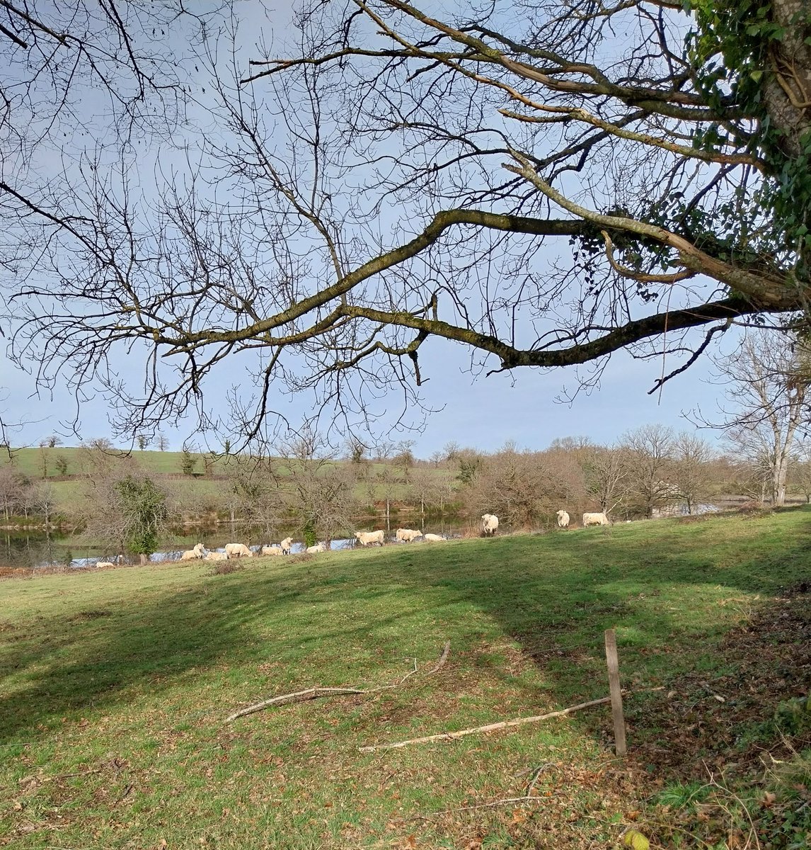 Des charolaises sereines qui profitent de la douceur de janvier ! 
#jour28 
#élevage #jaimelespaysans #nature #BaladeSympa 
#FrAgTw