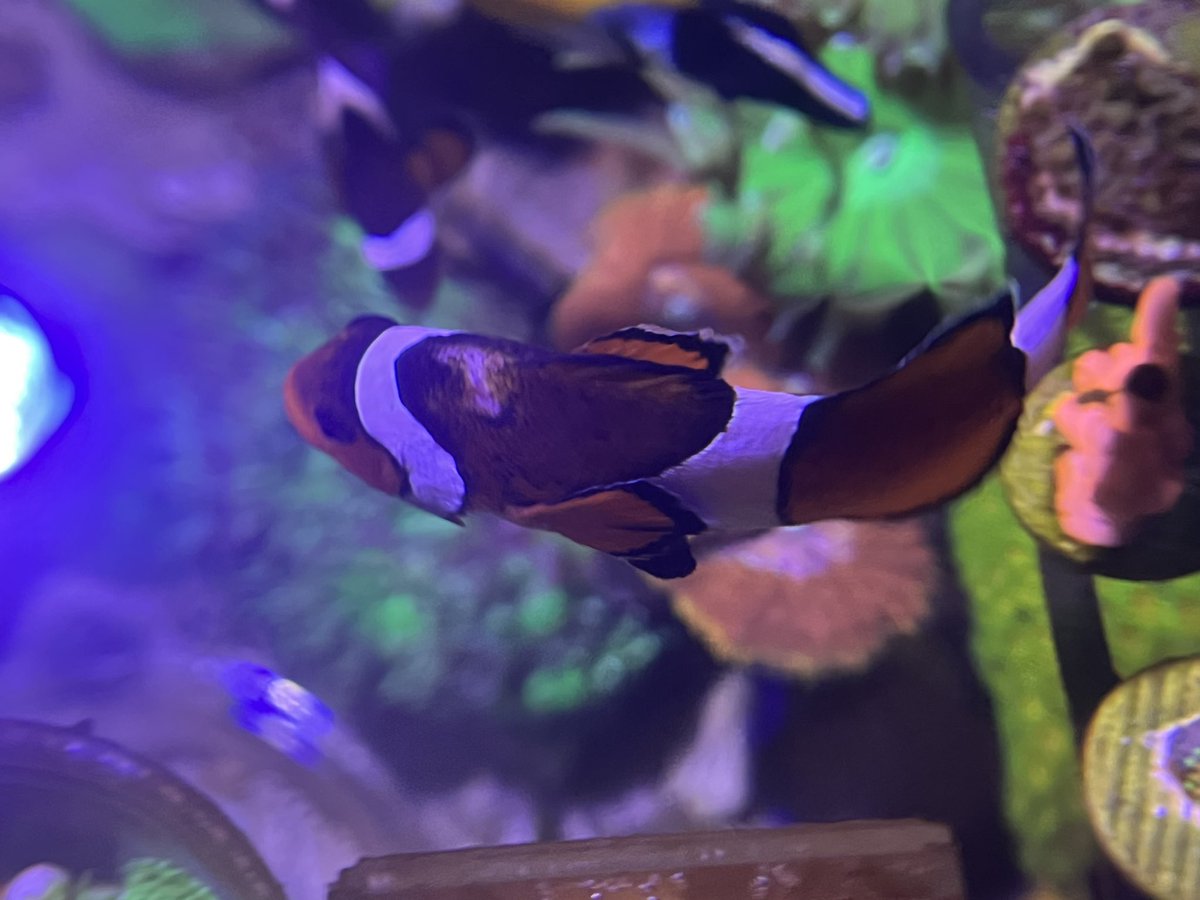 突っ込み事故から1週間。傷跡は生々しいけどすっかり元気🥵ボスクマノミが元気ない時チビクマノミ達が、いじめられないからか元気になってるの面白かった🤣