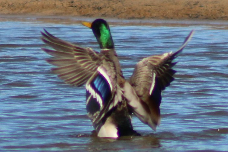 sputterfuss6's tweet photo. #bird #birdtwitter #flight #photograph #mallard #drake #wingflap https://t.co/TjjkCEPdX1