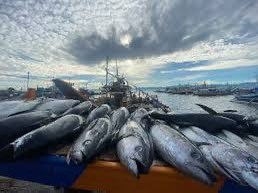 penangharbor's tweet photo. The global tuna market size reached US$ 43.9 Billion in 2023. Sharing is caring, hope no one triggered...opsss 🤭
#penangport #scandal @SPRMMalaysia #mmc https://t.co/GzFdsPE0jL