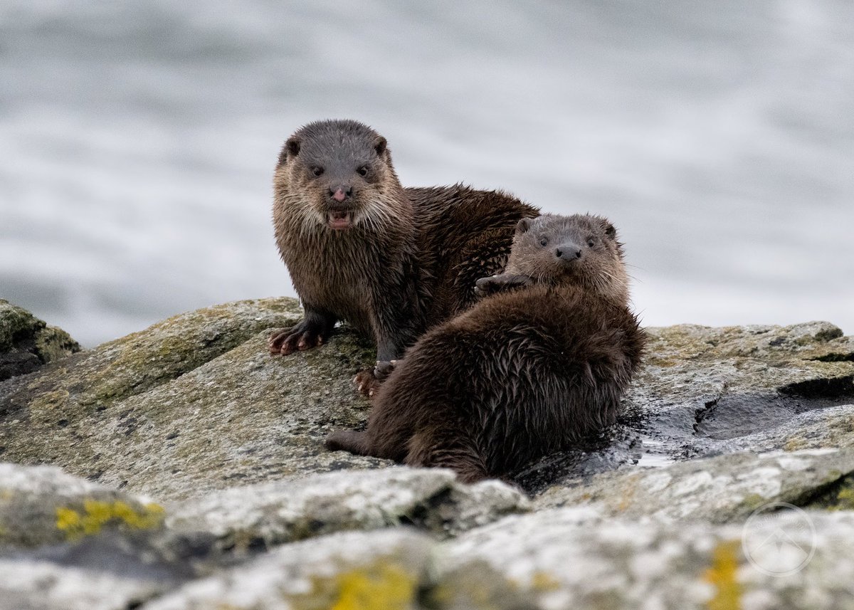 Mother otter with cub, from yesterday morning, spent with John Williams on the Isle of Bute #bute #isleofbute #argyllandbute #wildlifephotography