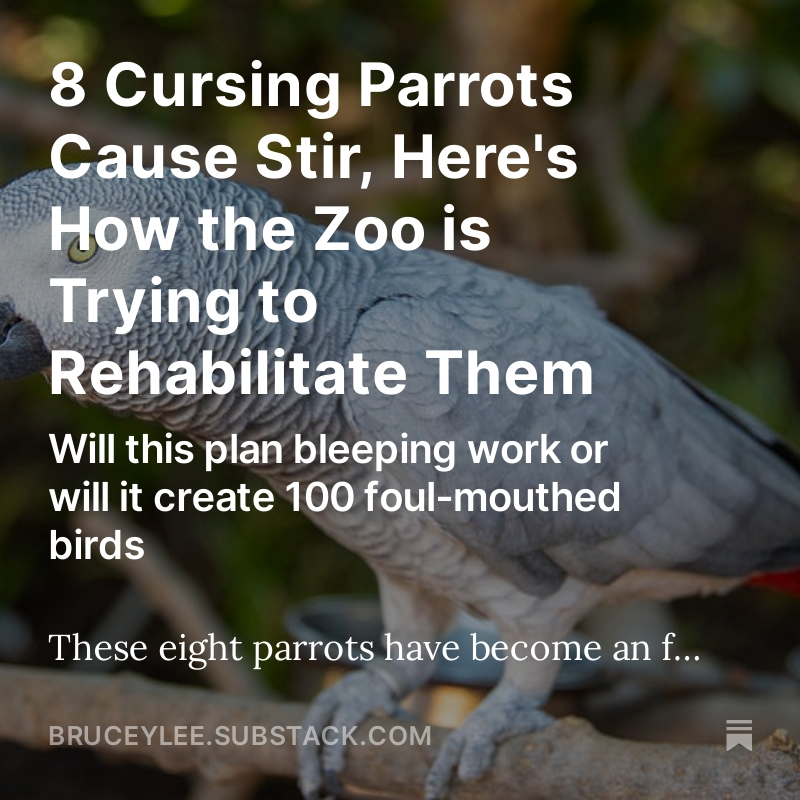 8 Cursing Parrots Cause Stir, Here's How the Zoo is Trying to Rehabilitate Them My coverage for Minded by Science #sciencetwitter #AcademicTwitter #sciencenews #scicomm #birding #birdwatching #birds #BirdsOfTwitter bruceylee.substack.com/p/8-cursing-pa…