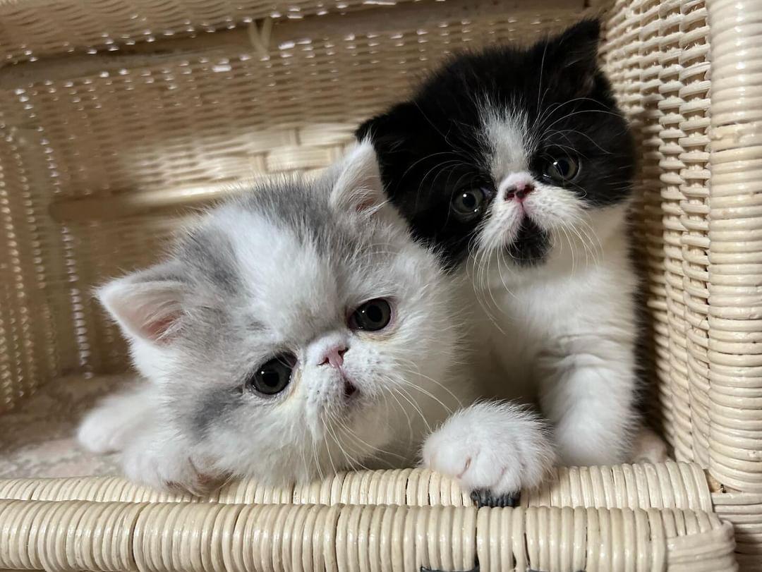 にくまんあんまん (@unikuanman) / Posts / X