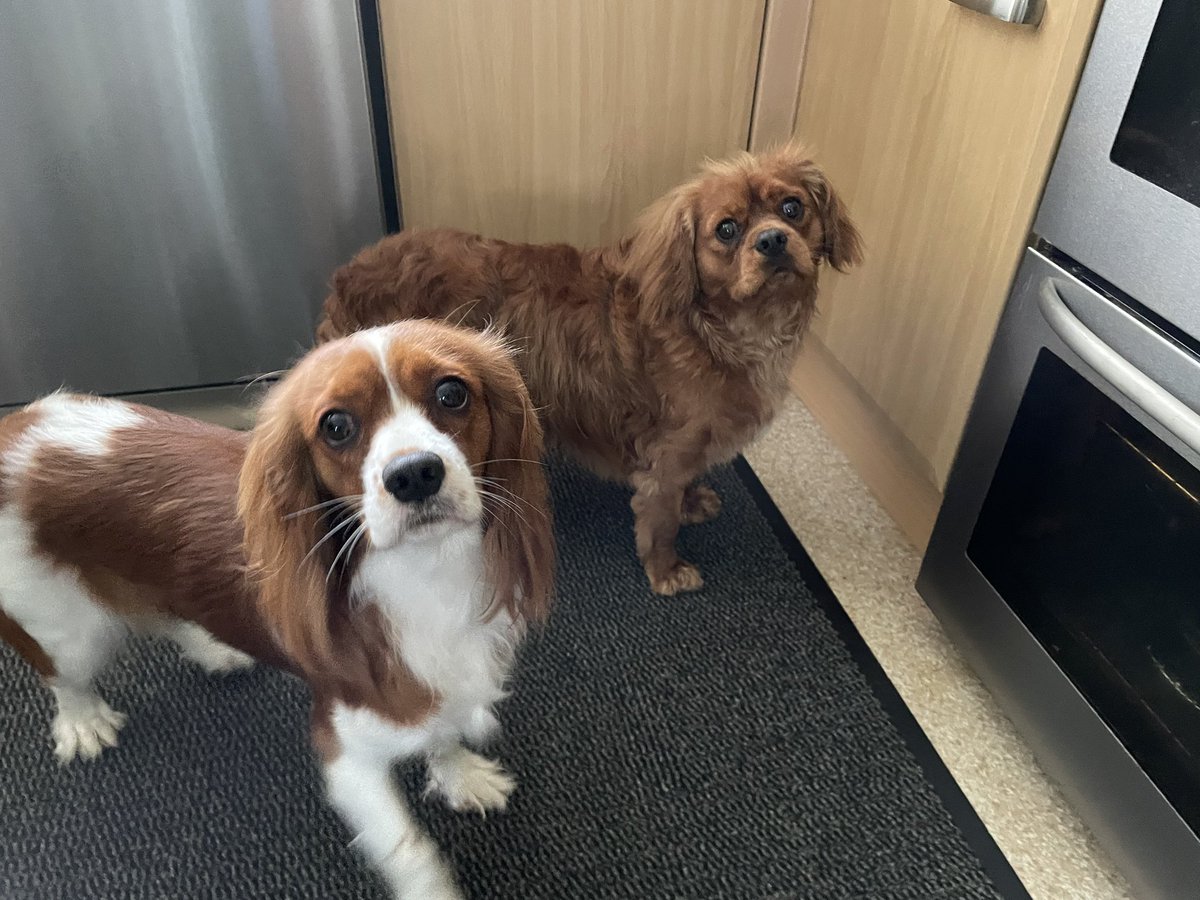 Okay, we is back from our field, we habs both had our floof bathed. Now, put de chimken in de huvven.