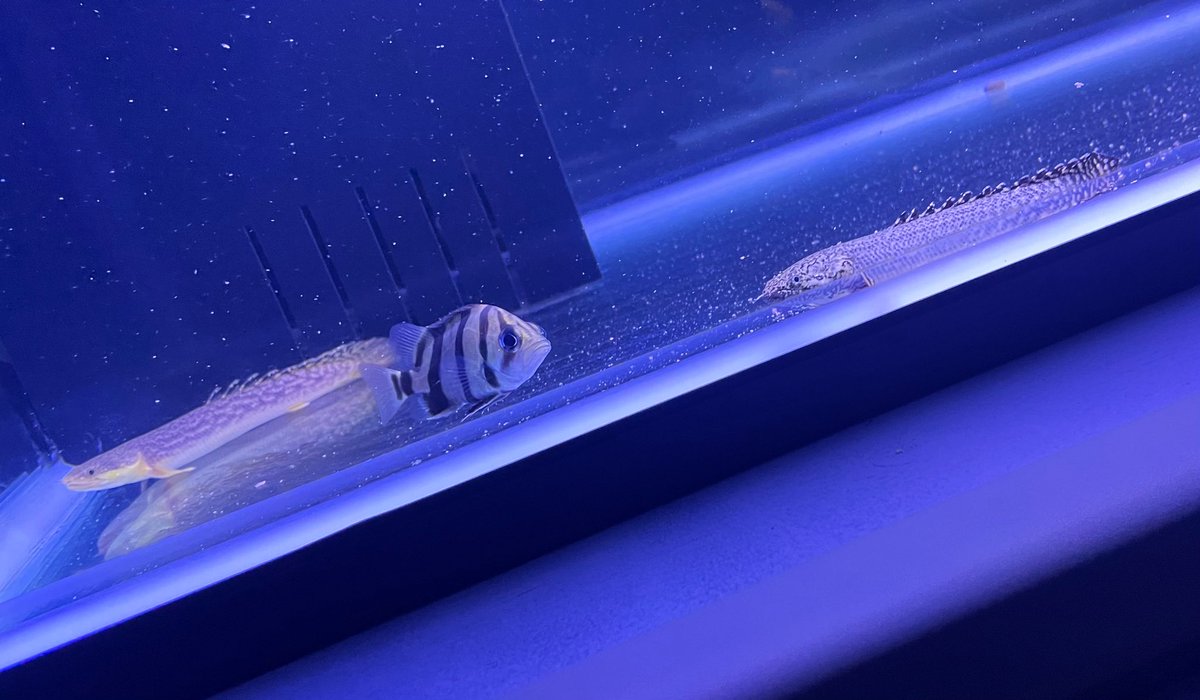 Jigesan's tweet photo. 引越し後、少し落ち着いたのでアクア再開
キャット餌付くのに1週間かかった5cmのフォーバーダトニオとチビポリプ
またブラックアロワナ入れたい https://t.co/y6Ri4pZoU6