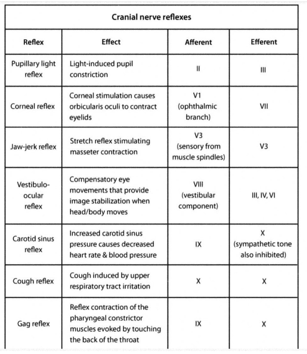 Cranial Nerve Reflexes Diagram