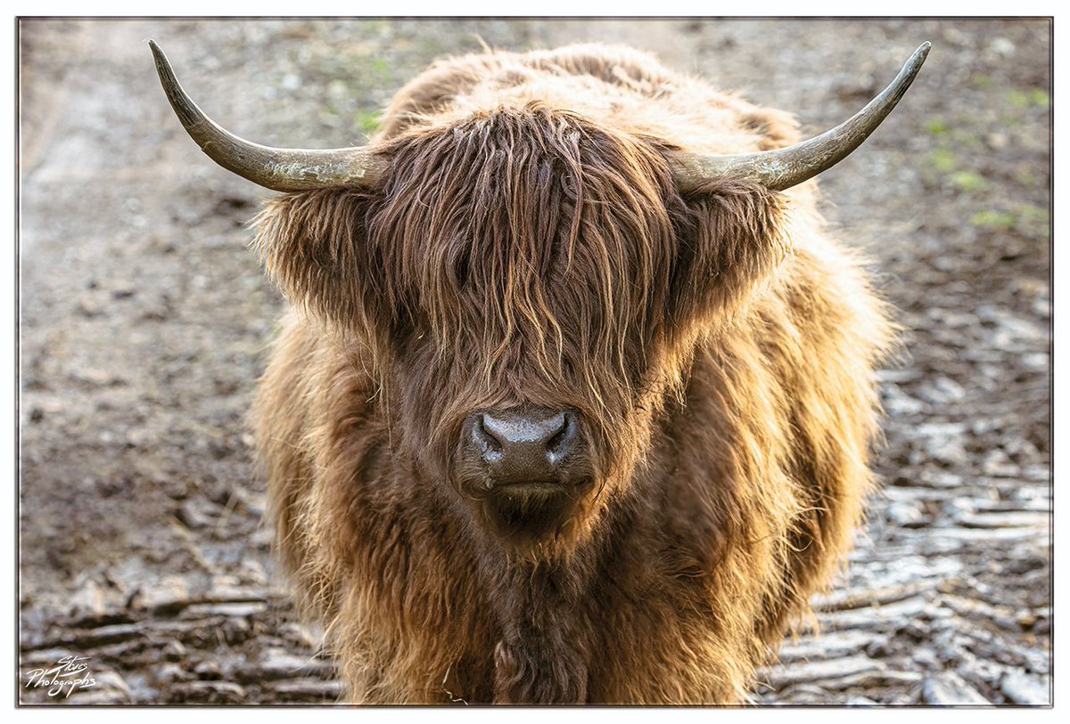 Monday already?......... Mooo 🐮

#FSPrintMonday #ShareMondays2024 #WEXMondays #TwitterNatureCommunity #Cows #Wildlife #Farming 
#MondayMood #HighlandCows