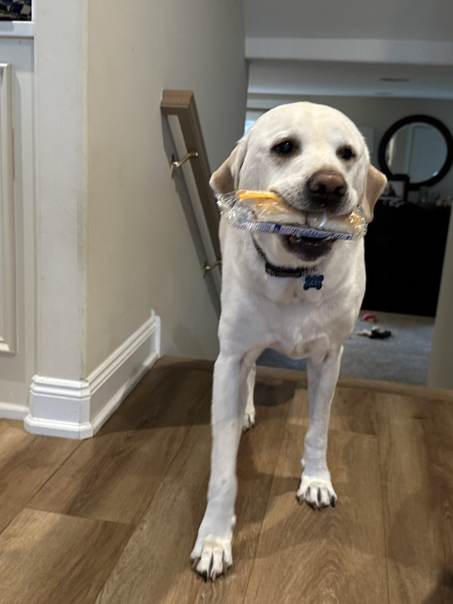 Don’t you love a dog that can bring you lunch? Lucky sliding in with some <a href="/WhiteCastle/">White Castle</a> sliders, very tasty 🤤