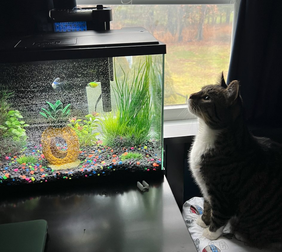 SwagGamer26's tweet photo. my cat likes the fish https://t.co/byoB7dlAkD