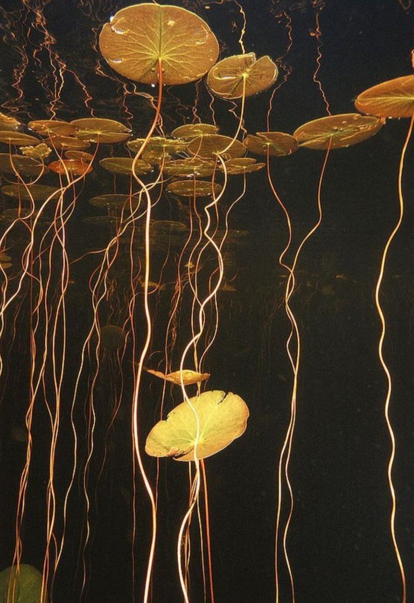 EviMaheshvari's tweet image. &quot;Aquel que actúa
depositando en Brahman sus acciones,
abandonando todo apego,
aquél no se mancha con el mal,

como la hoja del nenúfar 
no se ensucia con el lodo del fondo del estanque&quot;

📙 Bhagavad Gīta, V, 10

#BhagavadGita #hinduism #karmyog #waterlily #yoga