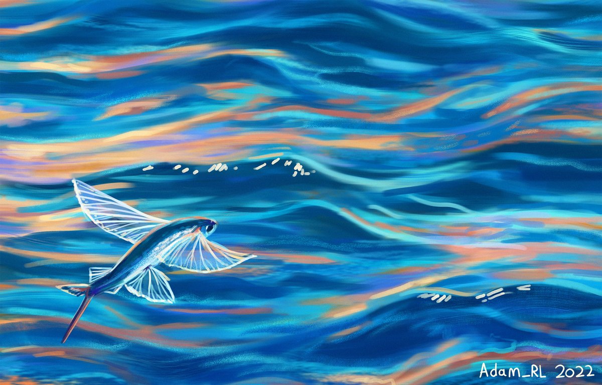 Reposting this study of a flying fish with it's translucent 'wings' for this week's #SundayFishSketch 🪽🐟