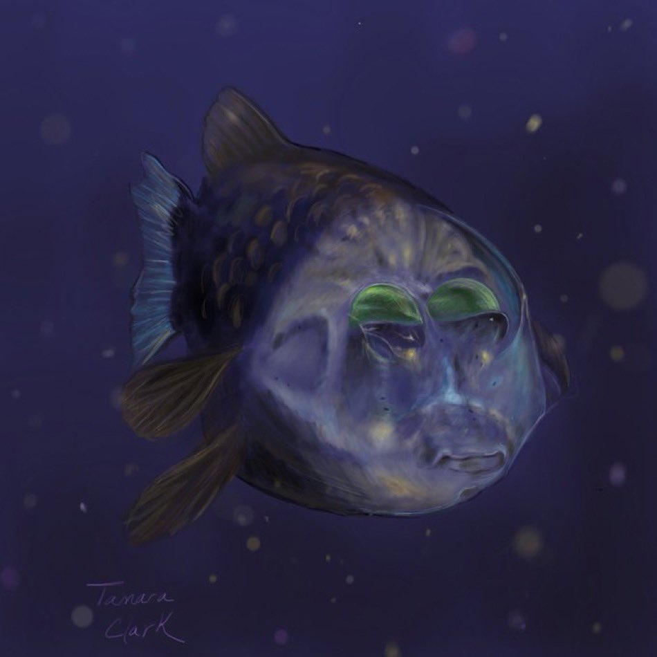 I posted this guy before for a different theme but they’re so cute, here he is again. A barreleye and its tubular eyes for #SundayFishSketch transparent fish theme.  #sciart #fishart