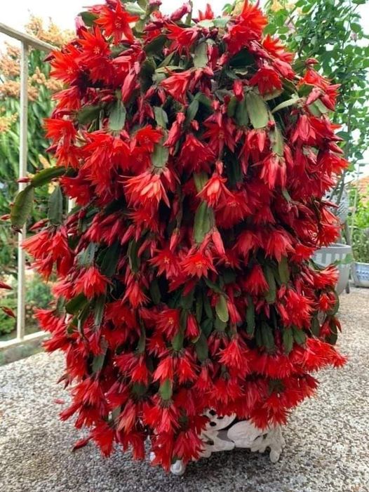 dr.Hencz Ildikó. (@henczildiko) on Twitter photo 