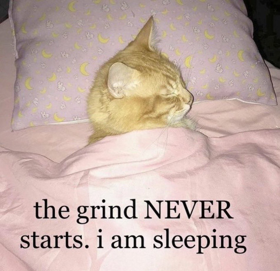 LiterallyMeCats (@literallymecats) on Twitter photo 