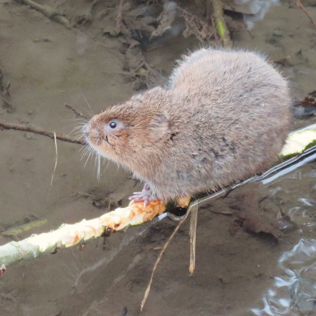 Ver Valley Society tweet media