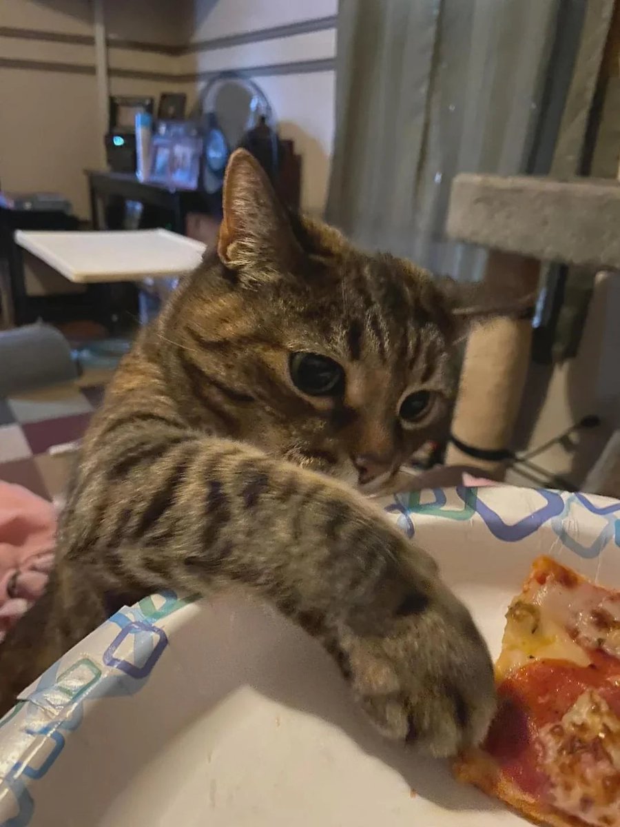 DontShowYourCat's tweet photo. pizza goblin https://t.co/pv71xPdUDb