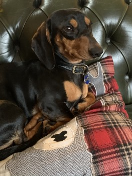 millypod1's tweet photo. VALENTINO HOME SAFE. THANKS FOR RT's😊🐕🐾

🆘27 JAN 2024 #Lost VALENTINO #ScanMe
Black And Tan Dachshund Male 
Winstanley Farm #Winstanley #Wigan #WN3  
Missing near Windy Harbour Farm and Woods #GreaterManchester 
https://t.co/CMpPjCI5yc https://t.co/ywL36qnfDM