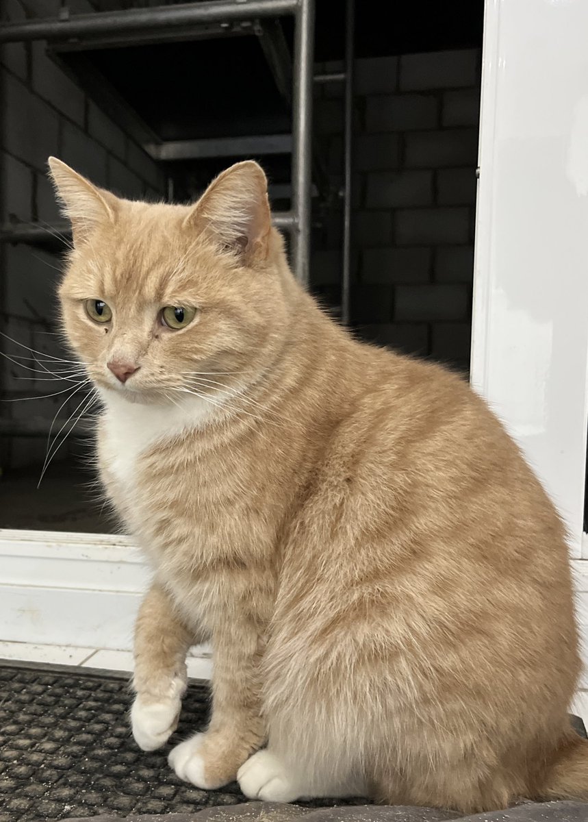 Thanks for all your love and kind messages. I can now walk without limping. When I sit, I still lift paw off ground like shown here . Will see how I am in morning after some rest. Purrents have looked after me today 😻🧡 #CatsOfX #adoptdontshop   #rescuecat  #catboxsunday