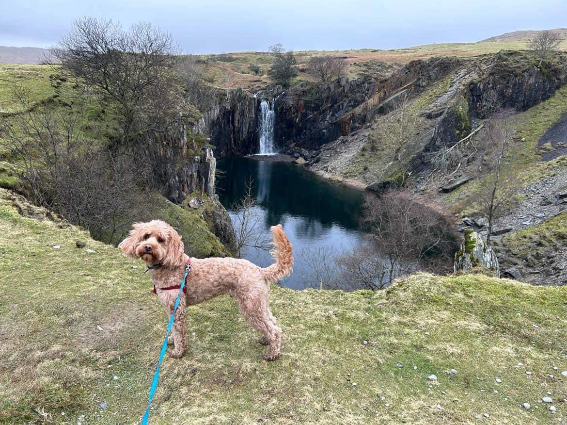 My dog has been missing since this morning,between #Satterthwaite #Grizedale forest. Ronnie wearing red harness/collar with ID He will be very hungry and scared PlS keep look out & get in contact if you see him. We are terrified & want him home safe before dark TY