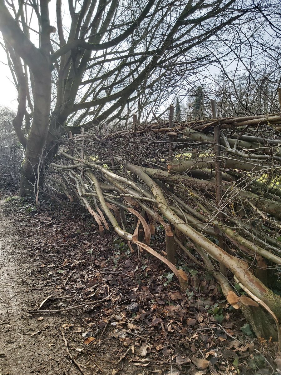 Ko Porteous (@k_j_porteous) on Twitter photo Gorgeous example of hedge laying at <a href="/HOCP10/">Harrold-Odell Country Park</a>
#BedfordBorough
#HabitatCreation Gorgeous example of hedge laying at <a href="/HOCP10/">Harrold-Odell Country Park</a>
#BedfordBorough
#HabitatCreation