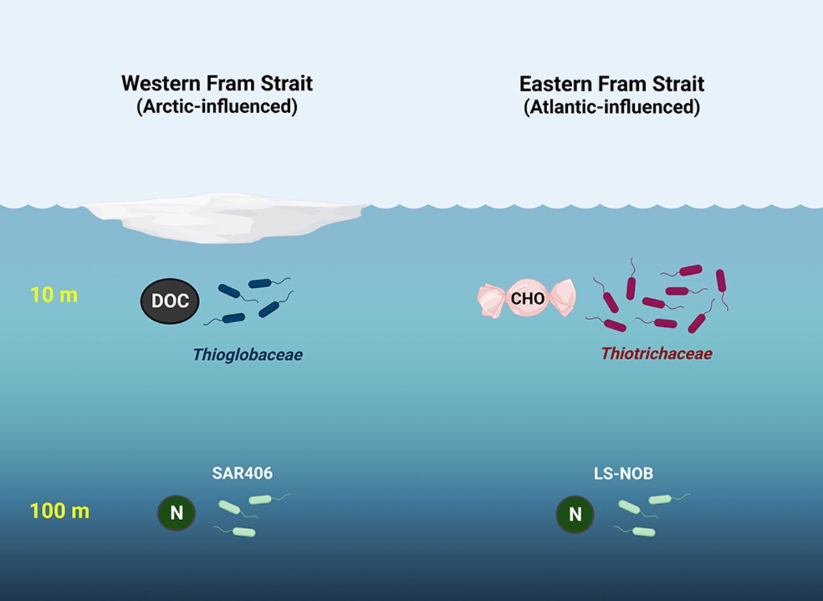 Matthias Wietz (@matthiaswietz) on Twitter photo Five Arctic summers: Our new paper on bacteria and biogeochemistry across the upper 100m of Fram Strait, 2015-2019 ☀️🧊
ami-journals.onlinelibrary.wiley.com/doi/10.1111/14…
Great teamwork by <a href="/AWI_Media/">AWI Media</a> <a href="/GEOMAR_en/">GEOMAR_en</a> <a href="/MarineMicrobio/">Max Planck Institute for Marine Microbiology</a> <a href="/Habitat_MPI/">Deep Sea Ecology and Technology Group (Habitat)</a> @taylorpriest2 <a href="/ChrBienhold/">Christina Bienhold</a> #Polarstern Five Arctic summers: Our new paper on bacteria and biogeochemistry across the upper 100m of Fram Strait, 2015-2019 ☀️🧊
ami-journals.onlinelibrary.wiley.com/doi/10.1111/14…
Great teamwork by <a href="/AWI_Media/">AWI Media</a> <a href="/GEOMAR_en/">GEOMAR_en</a> <a href="/MarineMicrobio/">Max Planck Institute for Marine Microbiology</a> <a href="/Habitat_MPI/">Deep Sea Ecology and Technology Group (Habitat)</a> @taylorpriest2 <a href="/ChrBienhold/">Christina Bienhold</a> #Polarstern