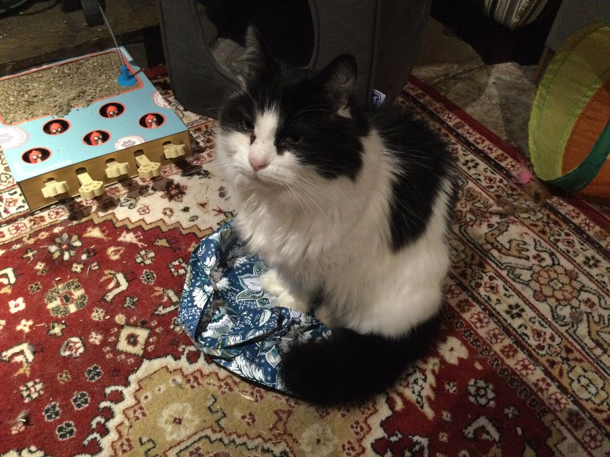 Where will Keith sleep tonight 4/? 

Keith loves a random piece of paper. This wrapping paper was pounced upon as soon as human 2 unwrapped his birthday present. Note perfectly good cat basket in the background, untouched.