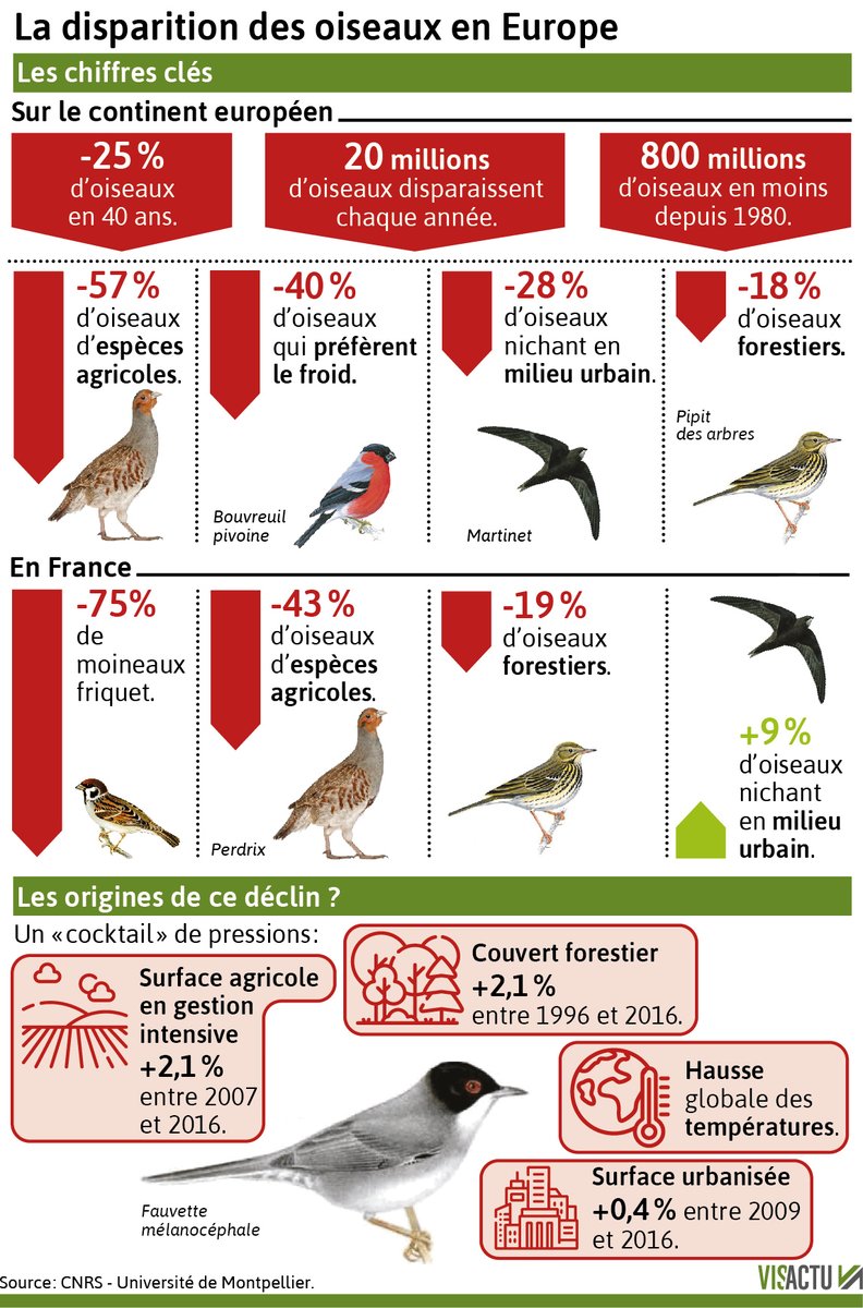 'Les oiseaux malheureusement déclinent, dans les jardins comme ailleurs.' Comme le Verdier d'Europe, 'qu'on observe dans les jardins toute l'année et qui décline de plus de 40% depuis dix ans'. Constat de la @LPOFrance à l'occasion d'un nouveau comptage. radiofrance.fr/franceculture/…