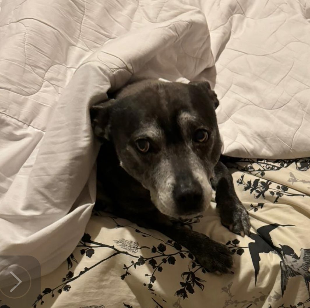 acserrao76's tweet photo. #CookieGirl is one I worry about usually as she has arthritis and Cushing disease. Her meds cost loads but she’s my support and fur-baby even at 12
This week #DapperBoy who’s 13 was sick, had full blood screening and urine tests. Glad all good, just ear infection🙏🏽 expensive week https://t.co/u5K5Q81ffL