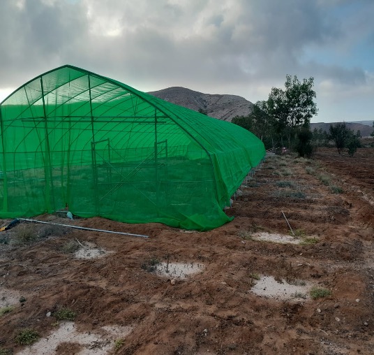 Sadar_Institute's tweet photo. SADAR successfully installed tunneled greenhouses and solar-powered water pumps, boosting climate-smart agriculture in Bari Region.This initiative, part of the @EU_in_Somalia  KOBCIYE project in Somalia, in collaboration with @WFPSomalia  and Puntland Ministry of Agriculture. https://t.co/Efn0udaANG
