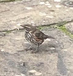 Birds! I buy u expensive food all year long! My garden is normally heaving! The very least u could do is show up during ⁦@Natures_Voice⁩ #BigGardenBirdWatch. Greater Spotted woodpecker, magpies, long-tailed tits where were u? All except the Redwings 🙏 for not disappointing