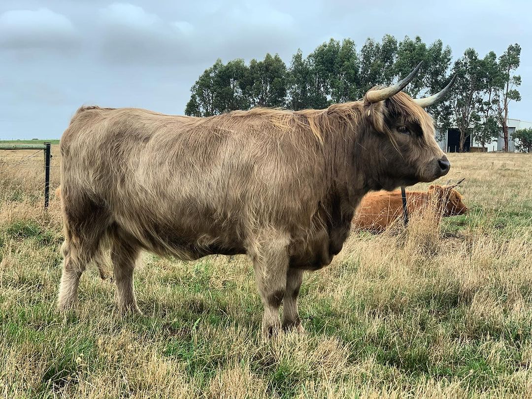 Cowlover12344's tweet photo. macanleister_melissa Lola Bow of MacAnLeister (Calum Seoladair Dubh 2nd of Killochries X Orla Isobail of Glenstrae) Pregnant to Donnan Ruadh of Sea Crest https://t.co/0rDdHsDIqy