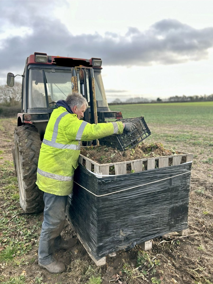 Sometimes it’s just too wet on the field and we have to retreat to the barn. Our tractor mounted forklift is a must to het our #strawberries off the field in some of this wet weather. Visit mooreberries.co.uk to place your order. #bareroot #strawberryplants #growyourown