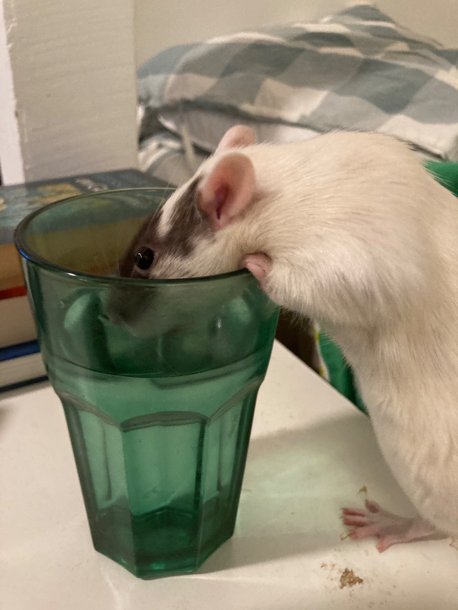 The sipper 2: the sippening
