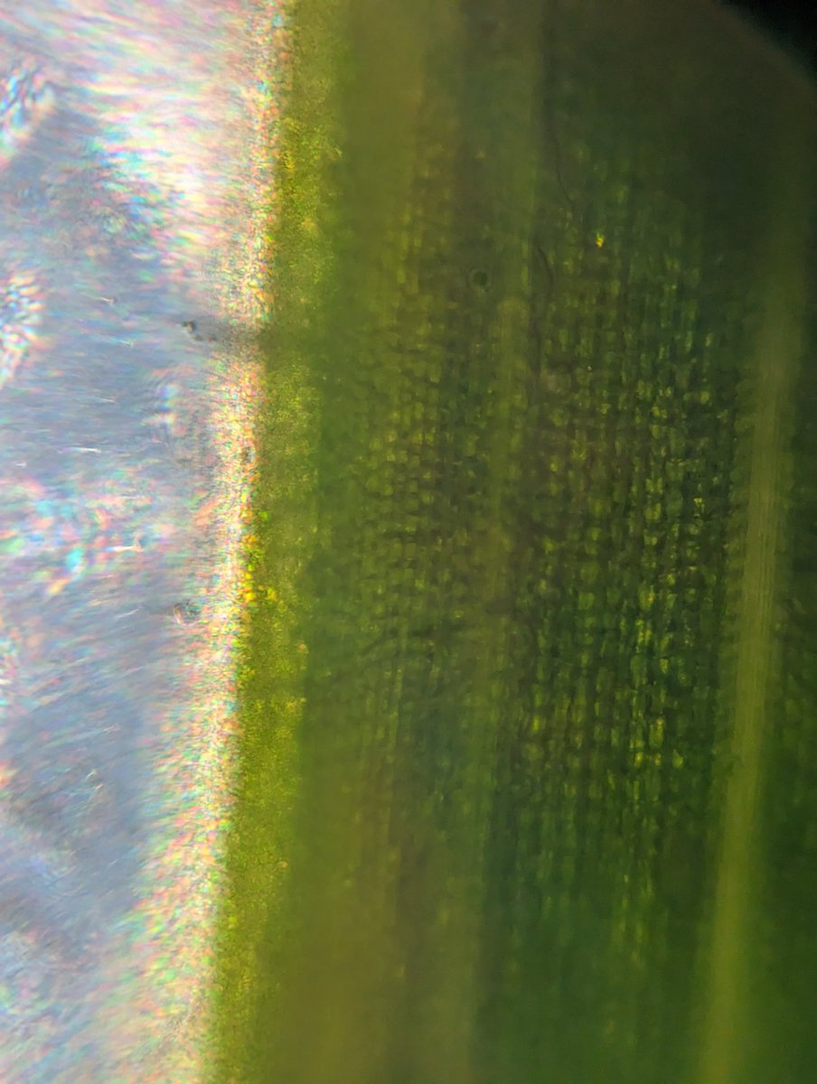 Alberto Comoretto tweet media