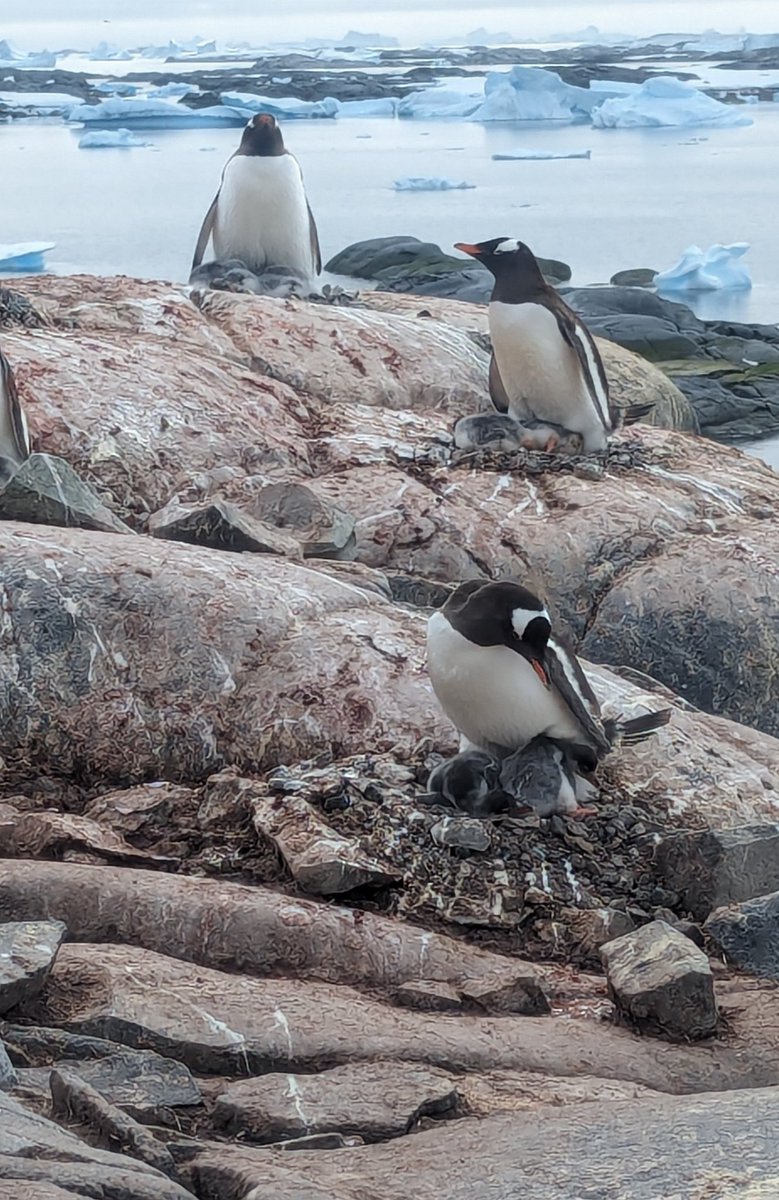 It took over a year, but we were finally able to bring Dulce, Azul, and Paz our books (Amazon does not ship to Antartica) via a friend. They wanted to start the first all-penguin robotics team asap, but our timing was not ideal 😆.
Our books are now on all 7 continents! 🐧
