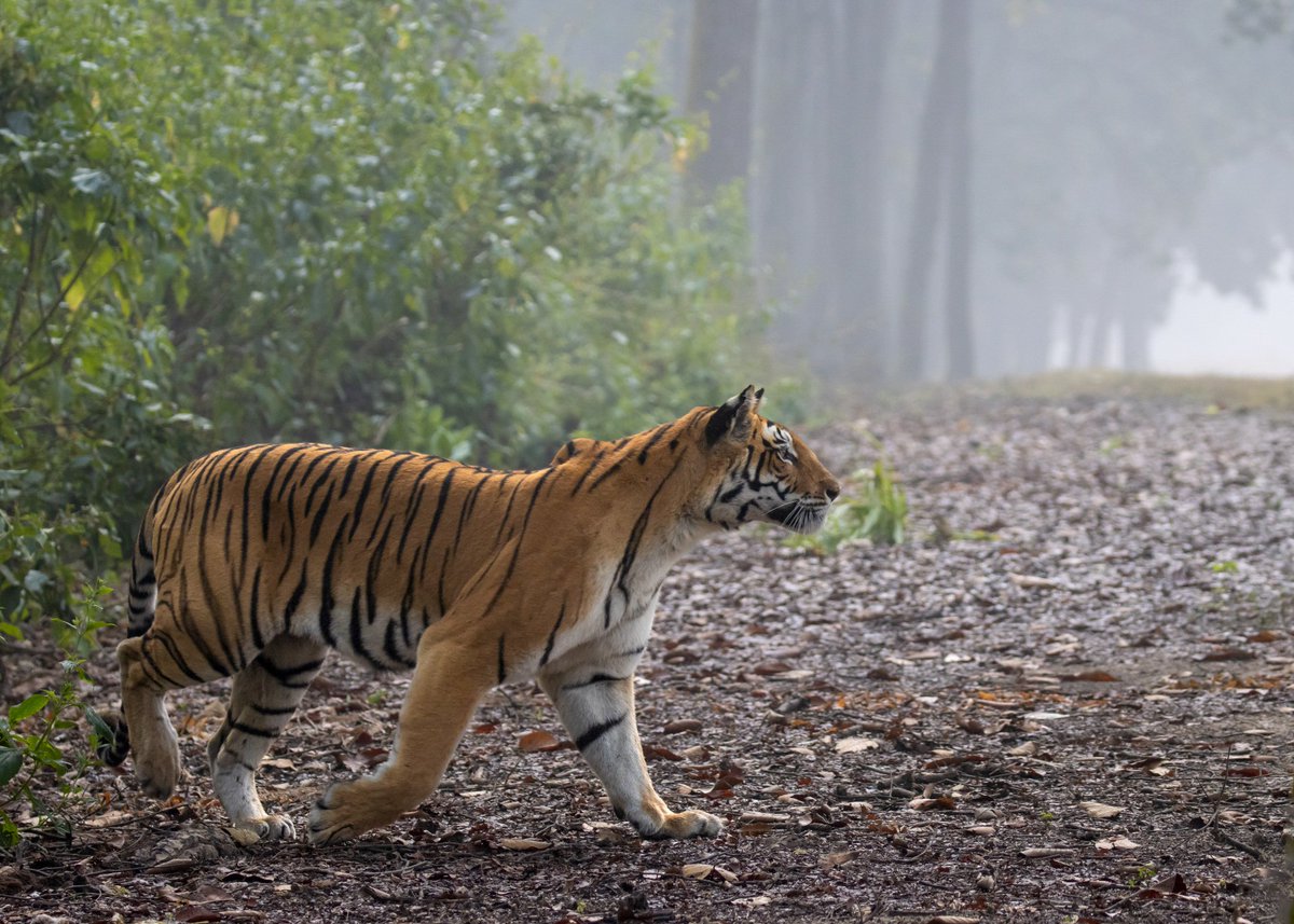 All eyes and ears and muscles! 
One of the most powerful cats in the world, the Royal Bengal Tiger is India's pride. To see it in the wild - up, close and front - is an experience nonpareil. Meet DJ, the apex predator of Kanha National Park. 

#wildlifephotography