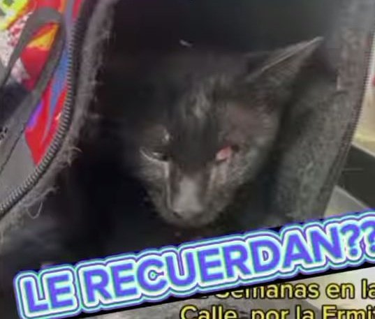 ingitta's tweet photo. Ante &amp; Después de su rescate de las calles .
Lukitas ♥️ https://t.co/3yuYCLkKnP