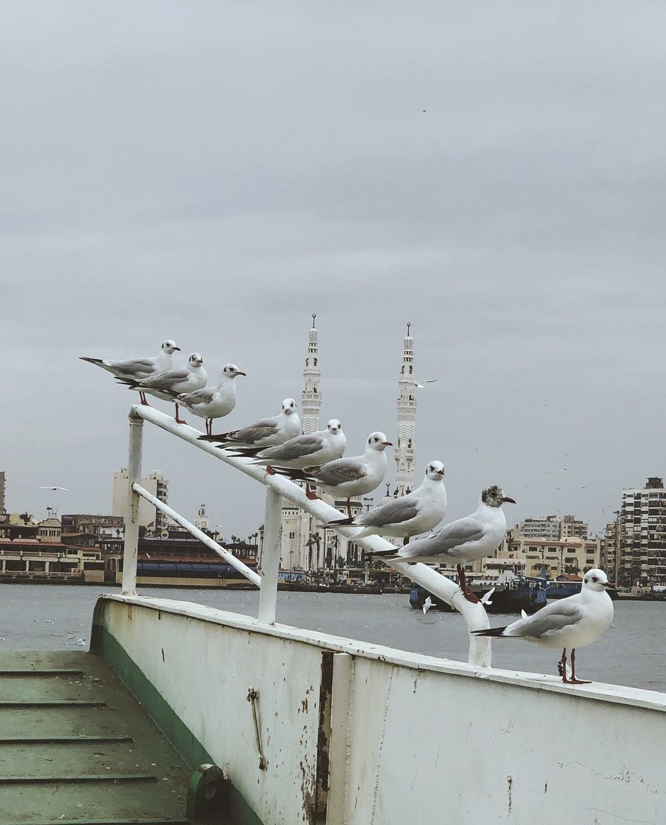 Finding peace in the company of seagulls 🤍 📸 omarelhusiny #portsaidcity #portsaid #egypt🇪🇬 #winter #sunset #clouds