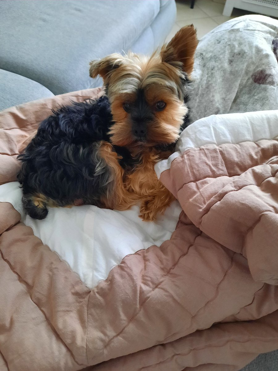 elisahk92's tweet photo. Je partage le drame vécu ce matin 10h30 lors de la sortie de Nevski
Une chienne molosse non attachée sans muselière à attaquer Nevski
Aucune morsure
J'ai dégagé Nevski au risque d'être mordue
Mais de peur Nevski a fait un arrêt cardiaque
Nevski n'est plus🖤
Je suis dévastée https://t.co/LokeiI2YTb