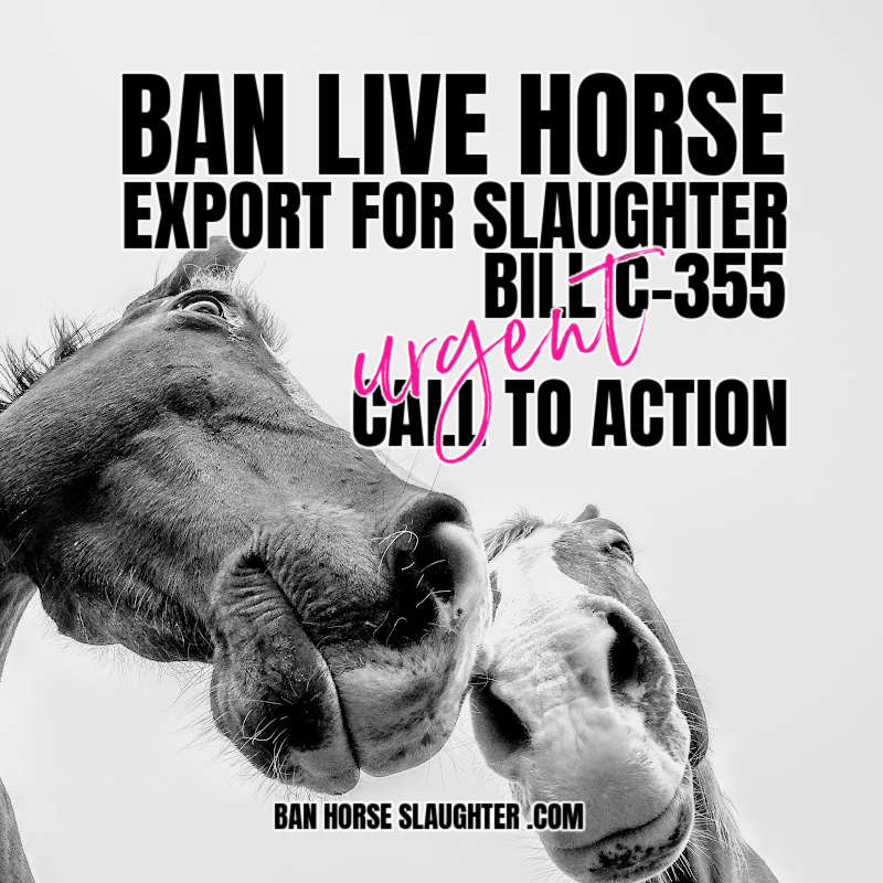 HorseSlaughter_'s tweet photo. #horse advocates have rarely come this far in banning any aspect of #horseslaughter BUT time is running out, please take 2 minutes to email &amp; phone in support of #billc355  It's easy ==> https://t.co/lJ06XsupOS 

#horseshit #banhorseslaughter @jannarden @Marie_Bennett @CyntWhite https://t.co/vsujqMeTyQ