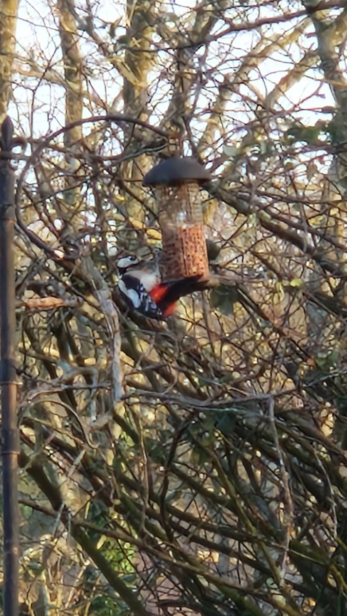 Lovely afternoon visitor on #BigGardenBirdWatch