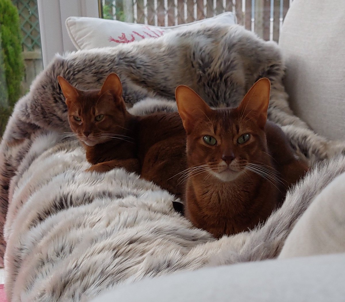 Victoria Cowling tweet media