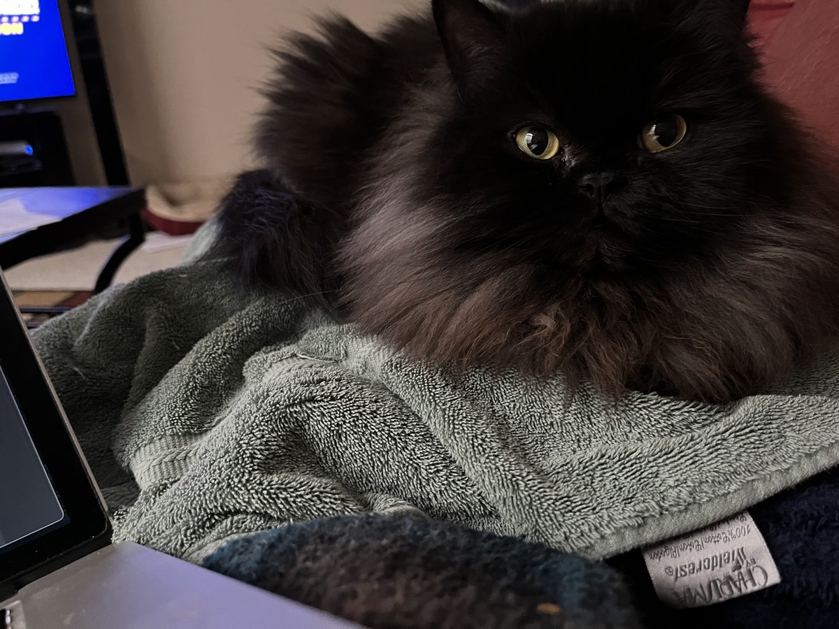 bmwrider14's tweet photo. Current status: My lap has been claimed by a furry overlord! Resistance is futile when faced with a cozy cat takeover. Embracing the warmth and purrsonal space invasion. #whyfightit #lazydays https://t.co/wPo5KKBQgs