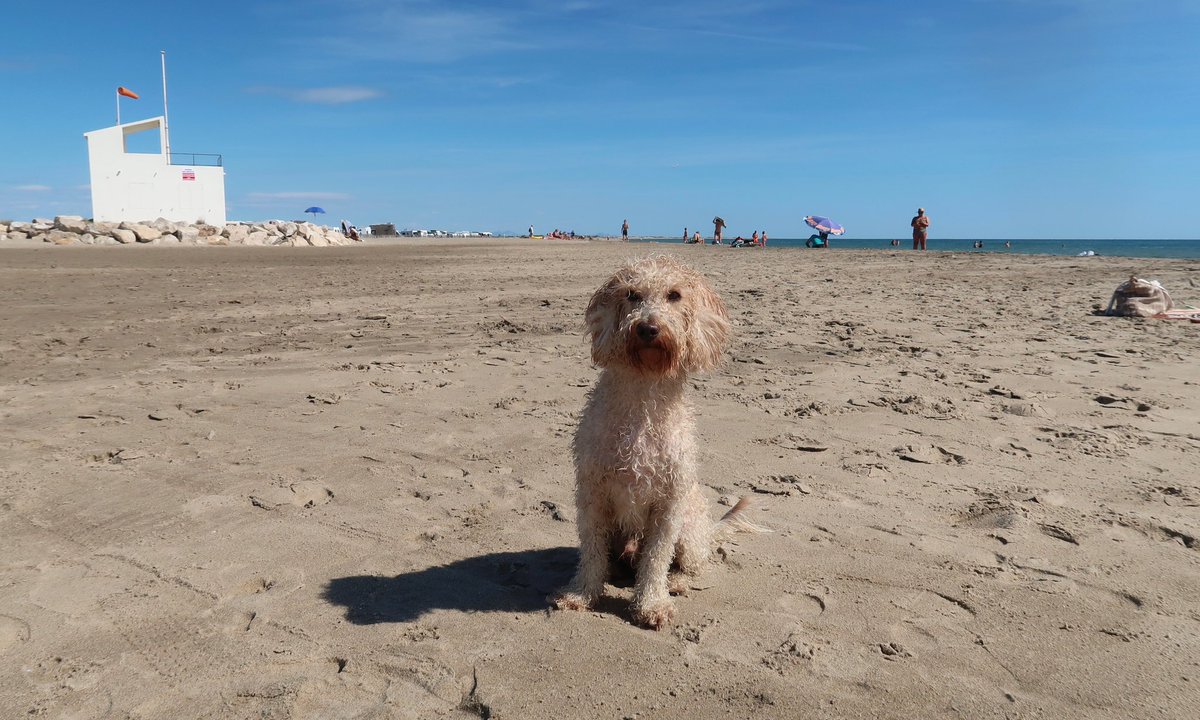 Über Himmelfahrt geht’s mit unserem Hund nach Seebrügge, an die belgische Nordsee! Tipps anyone? (Bild aus Südfrankreich)