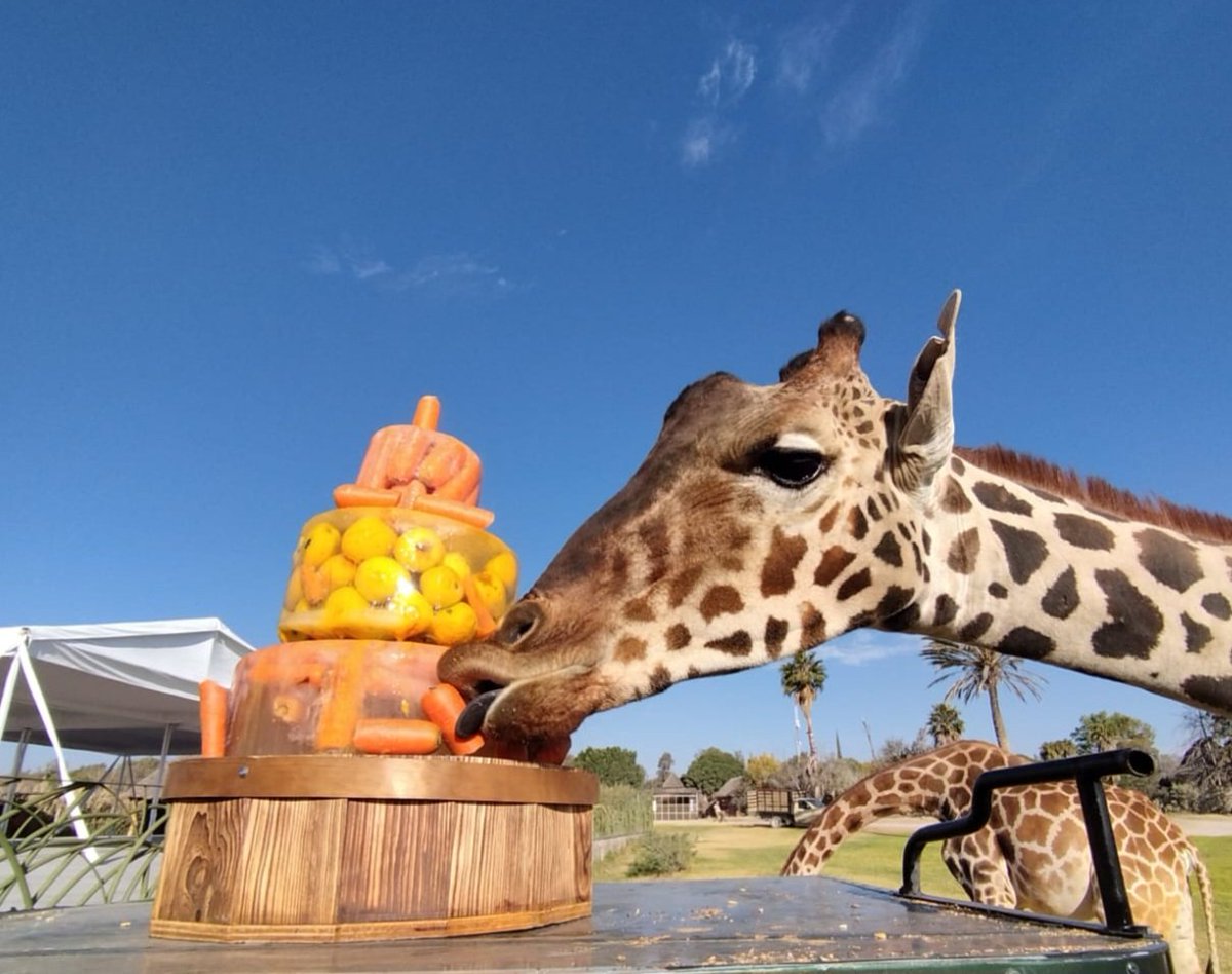 Ésta mañana le tocó a #Benito helado de manzana y zanahorias! Creo que le encantó!
