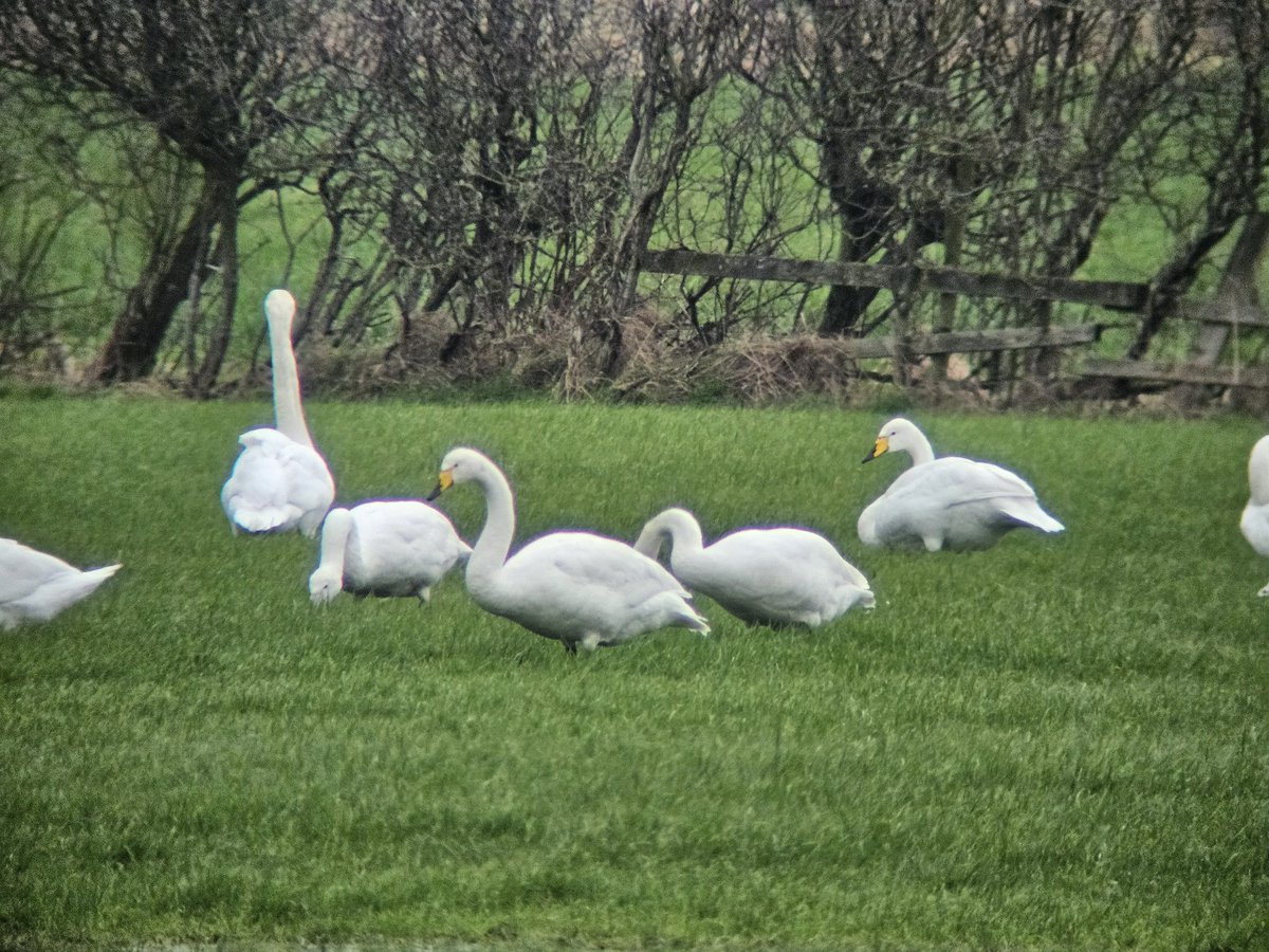 Flock of 12 Whooper Swan back on Lyth Valley with 7 Mute Swan, in fields between River Gilpin and causeway road #CumbriaBirds