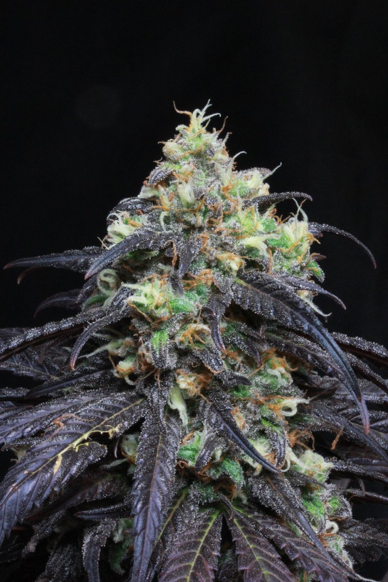fertigationpro's tweet photo. Death Bubba. Dank and gas profile with a great bag appeal. I only ran this one for a few runs. Grown with @RemoNutrients and Nourish Labs Fertigation platform.

#CannabisCommunity 
#craftcannabis
#cropsteeting
#fireonly https://t.co/sRayKhTxRB