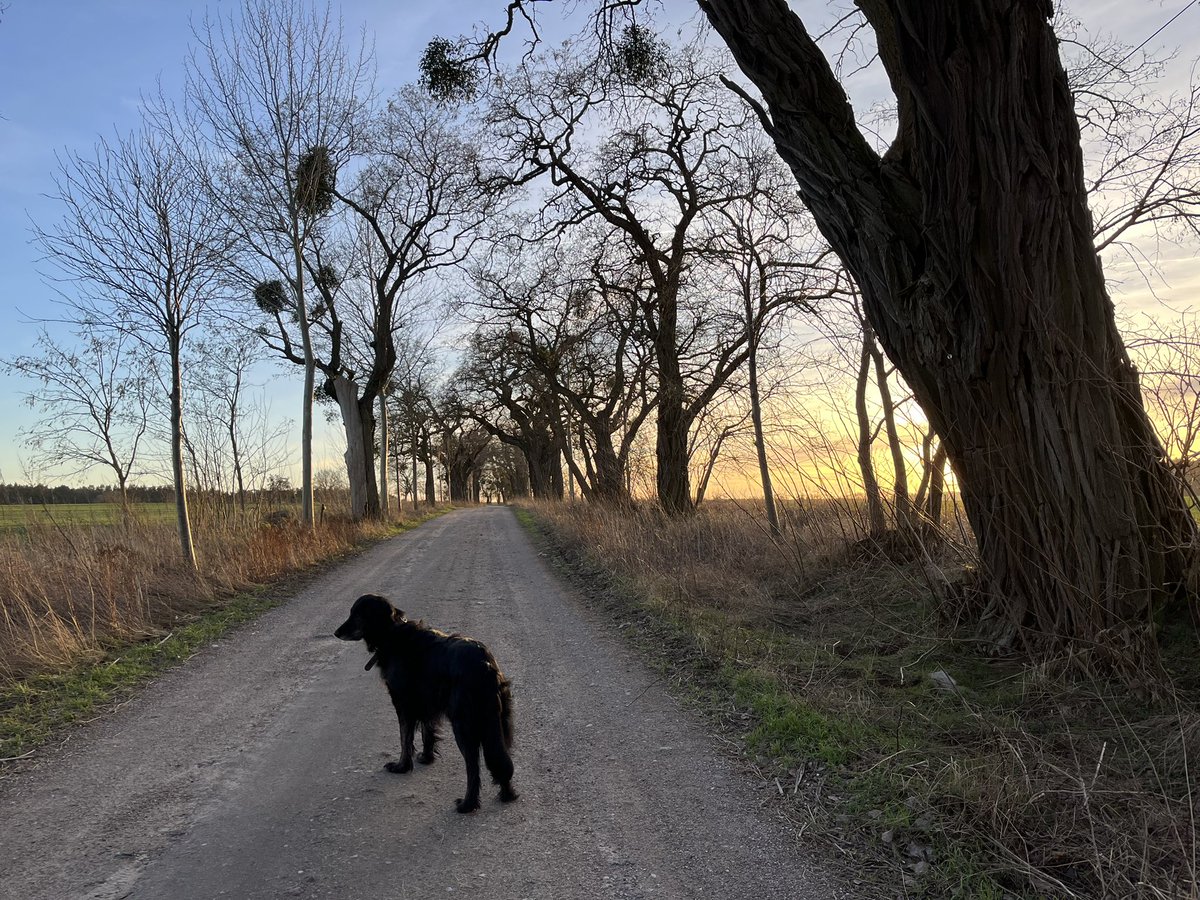 schwarzbunt04's tweet image. Januarfarben
#Sonntag #dogcontent