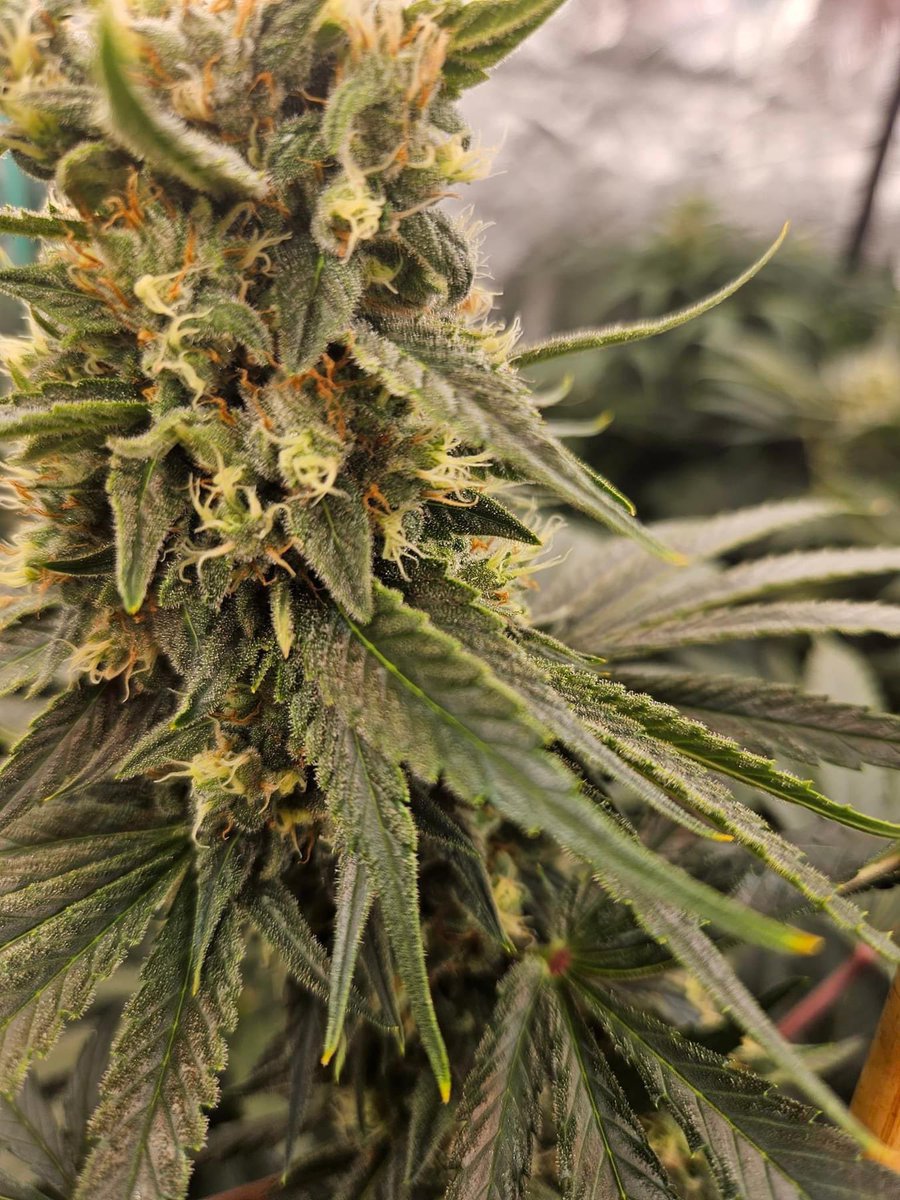 🌊North Coast Genetics tweet media