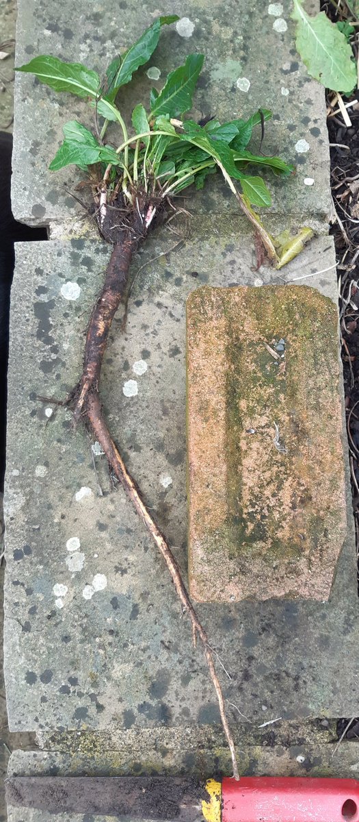 Felt like a champion parsnip grower harvesting his show specimens as I got out this #DockOfTheDay, including root.😳 House brick for scale. @medwynsofangles #weed #GardeningTwitter #gardening #GardeningX